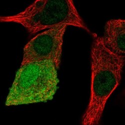 APOA1BP Antibody, Novus Biologicals:Antibodies:Primary Antibodies